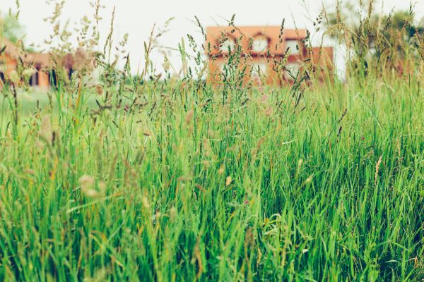 Cost of Tall Grass Cutting in Raleigh