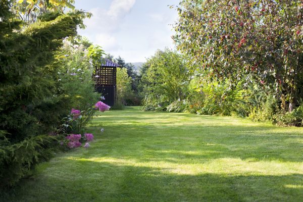 Cost of Yard Upkeep Service in Raleigh