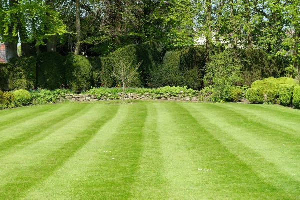 Cost of Grass Care Service in Raleigh