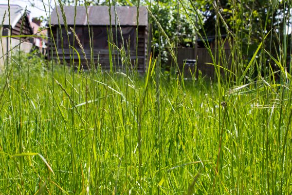 Cost of Overgrown Lawn Trimming in Raleigh