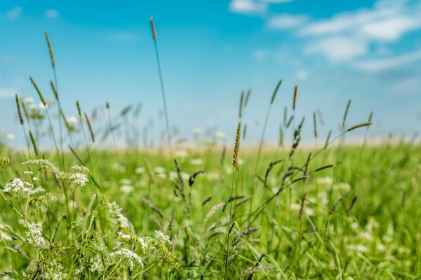 Cost of High Grass Trimming in Raleigh