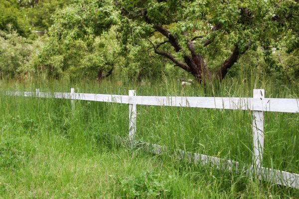 Cost of Fence Line Trimming in Raleigh