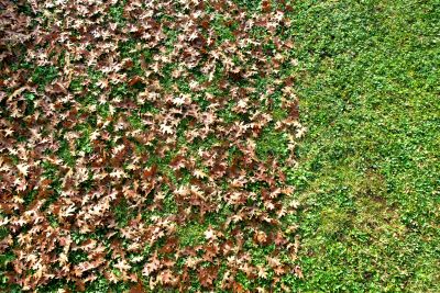 Healthy Lawn in Fall